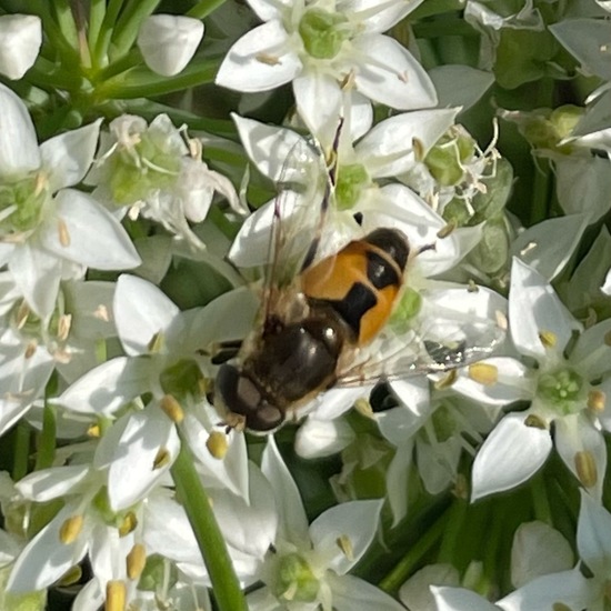 Fliegen: Tier im Habitat Stadt und Garten in der NatureSpots App