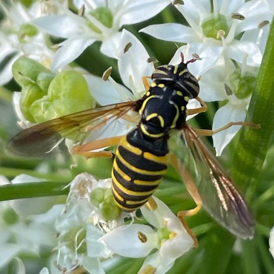 Spilomyia manicata: Animal in habitat Garden in the NatureSpots App