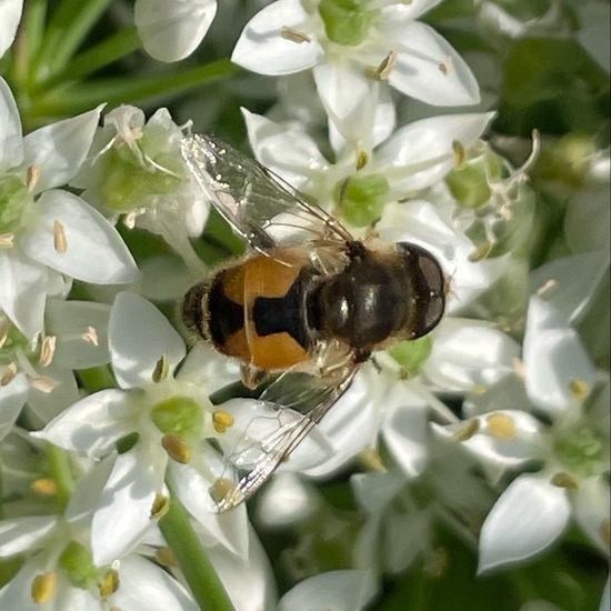 Fliegen: Tier im Habitat Stadt und Garten in der NatureSpots App