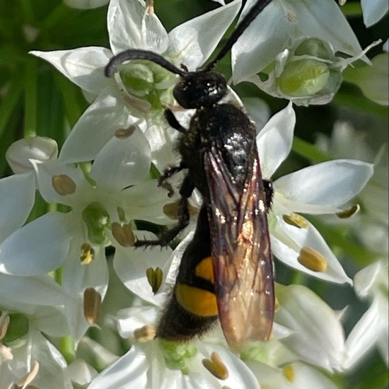 Borstige Dolchwespe: Tier im Habitat Garten in der NatureSpots App