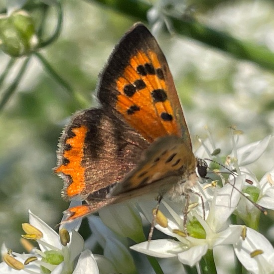 Lycaena phlaeas phlaeas: Tier im Habitat Garten in der NatureSpots App