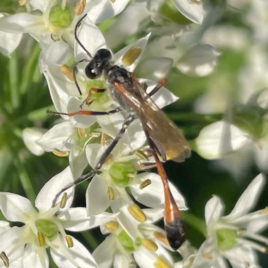 Gemeine Sandwespe: Tier im Habitat Stadt und Garten in der NatureSpots App