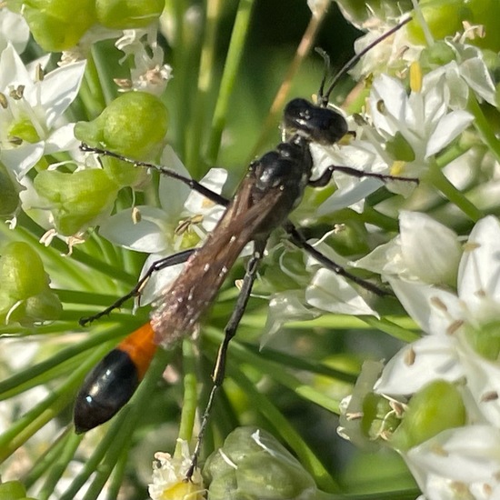 Gemeine Sandwespe: Tier im Habitat Stadt und Garten in der NatureSpots App