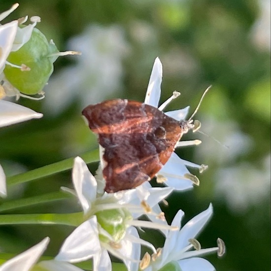 Choreutis nemorana: Animal in habitat Garden in the NatureSpots App