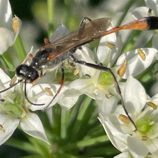 Gemeine Sandwespe: Tier im Habitat Stadt und Garten in der NatureSpots App