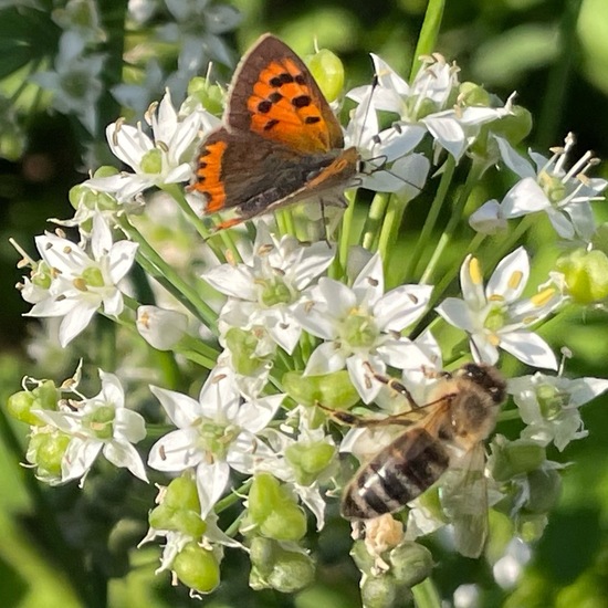 Lycaena phlaeas phlaeas: Tier im Habitat Garten in der NatureSpots App