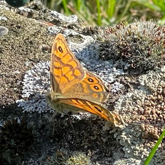 Mauerfuchs: Tier in der Natur in der NatureSpots App