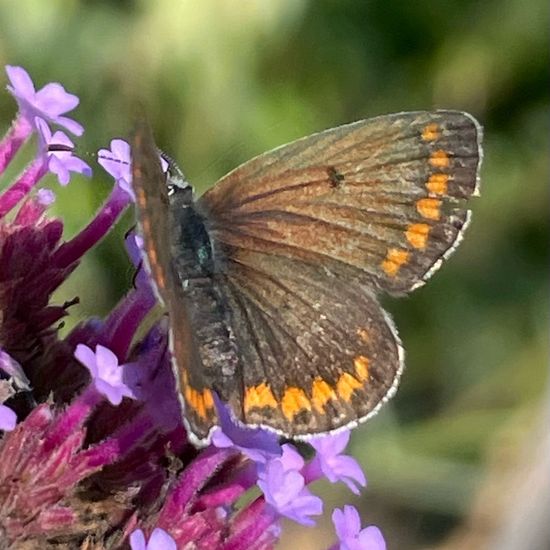 Kleiner Sonnenröschen-Bläuling: Tier im Habitat Garten in der NatureSpots App