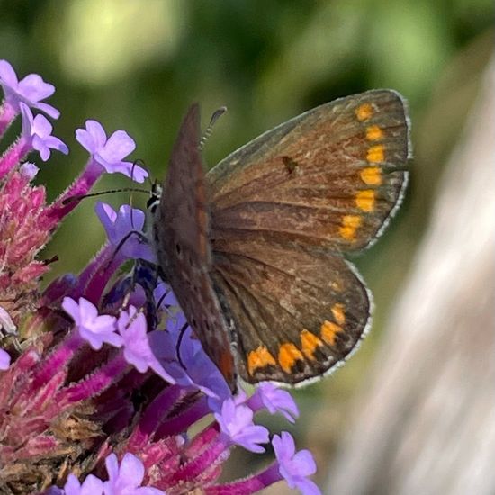 Kleiner Sonnenröschen-Bläuling: Tier im Habitat Garten in der NatureSpots App