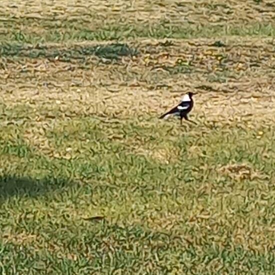 Australian magpie: Animal in habitat Park in the NatureSpots App