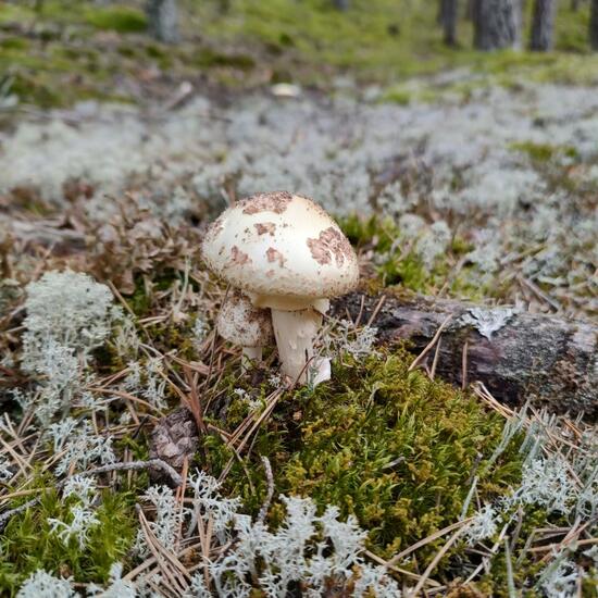 Gelber Knollenblätterpilz: Pilz im Habitat Wald der gemäßigten Breiten in der NatureSpots App