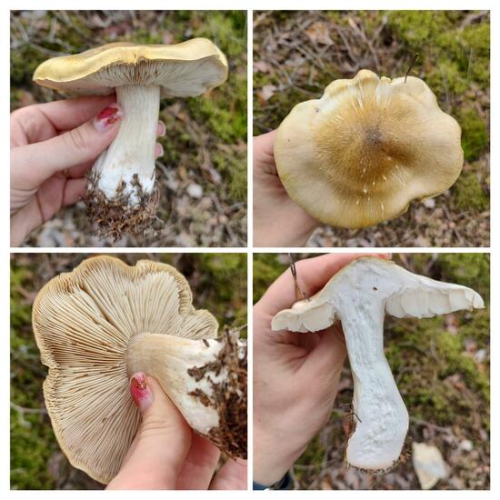 another species: Mushroom in nature in the NatureSpots App