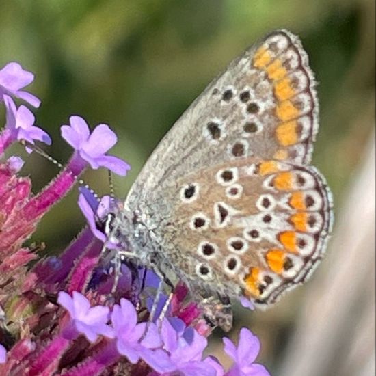 Kleiner Sonnenröschen-Bläuling: Tier im Habitat Garten in der NatureSpots App