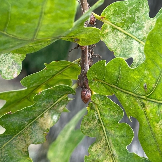 Quercus pubescens: Plant in habitat Park in the NatureSpots App