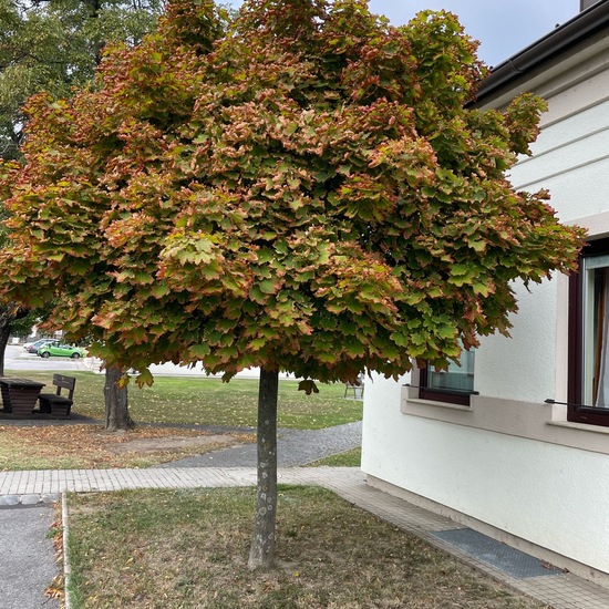 Acer platanoides 'Globosum': Pflanze im Habitat Anderes Stadthabitat in der NatureSpots App