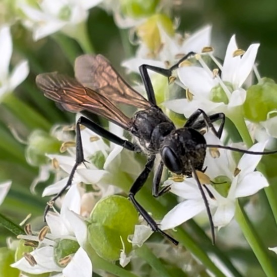 Gemeine Sandwespe: Tier im Habitat Stadt und Garten in der NatureSpots App