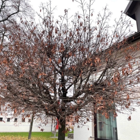 Acer platanoides 'Globosum': Pflanze im Habitat Anderes Stadthabitat in der NatureSpots App