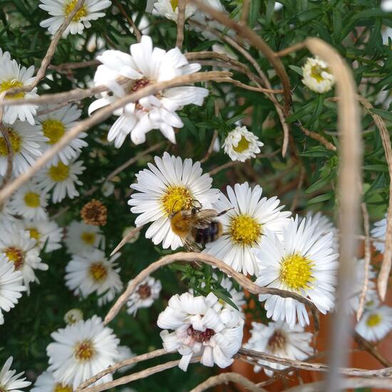 Panicled aster: Plant in habitat Garden in the NatureSpots App