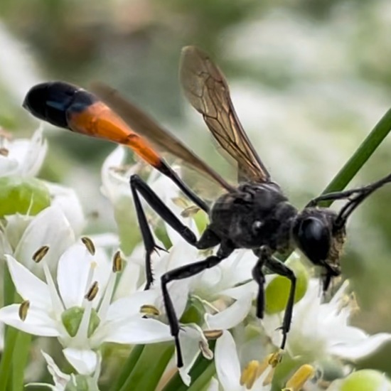 Gemeine Sandwespe: Tier im Habitat Stadt und Garten in der NatureSpots App