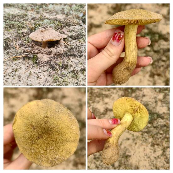 Tricholoma equestre: Mushroom in habitat Temperate forest in the NatureSpots App