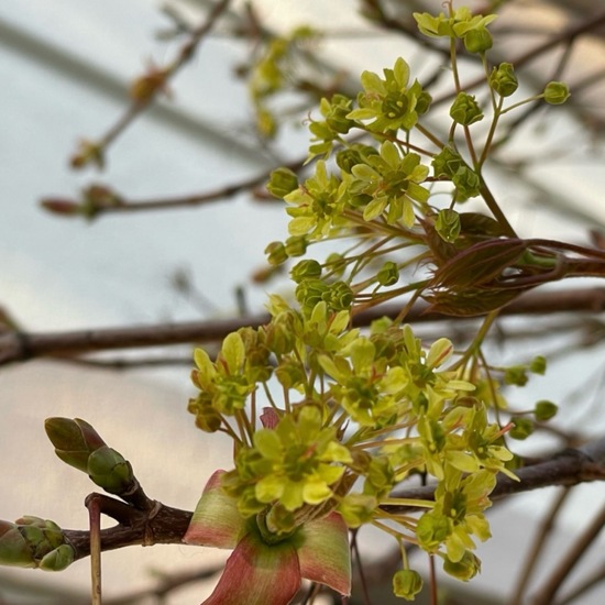 Acer platanoides 'Globosum': Pflanze im Habitat Anderes Stadthabitat in der NatureSpots App