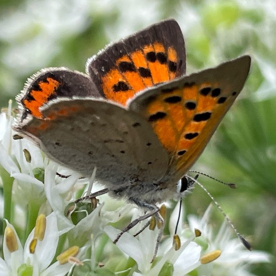 Lycaena phlaeas phlaeas: Tier im Habitat Garten in der NatureSpots App