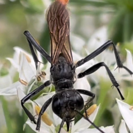 Gemeine Sandwespe: Tier im Habitat Stadt und Garten in der NatureSpots App