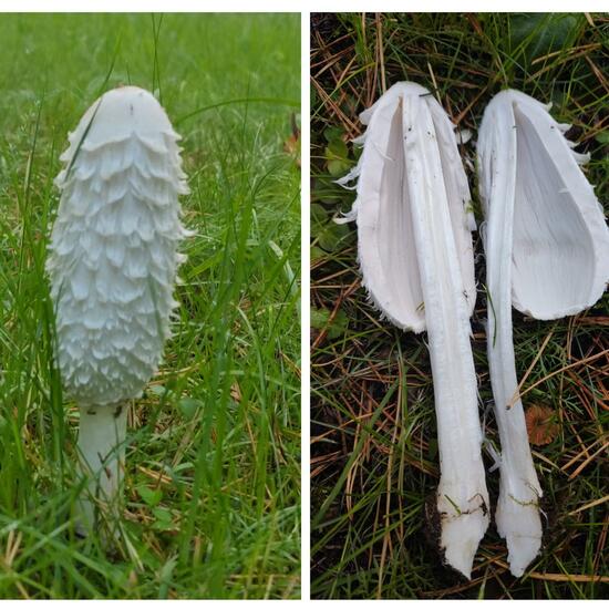 Coprinus comatus: Mushroom in habitat Park in the NatureSpots App