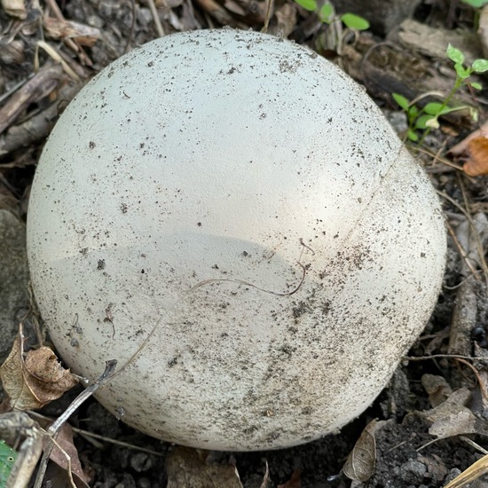 Calvatia gigantea: Mushroom in habitat Temperate forest in the NatureSpots App