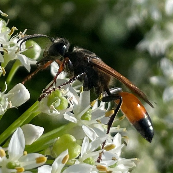 Heuschreckensandwespe: Tier im Habitat Garten in der NatureSpots App