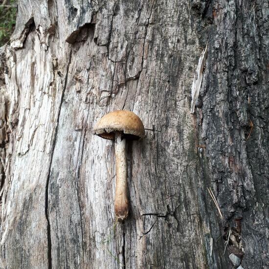 Lacrymaria lacrymabunda: Mushroom in nature in the NatureSpots App