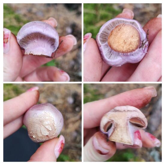 Cortinarius traganus: Pilz im Habitat Wald der gemäßigten Breiten in der NatureSpots App