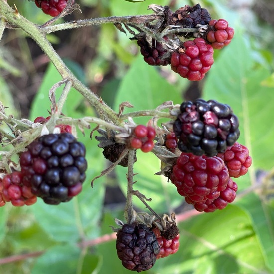 Brombeeren: Pflanze im Habitat Wald der gemäßigten Breiten in der NatureSpots App