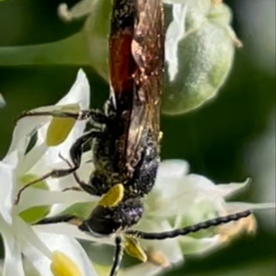 Blutbienen: Tier im Habitat Garten in der NatureSpots App