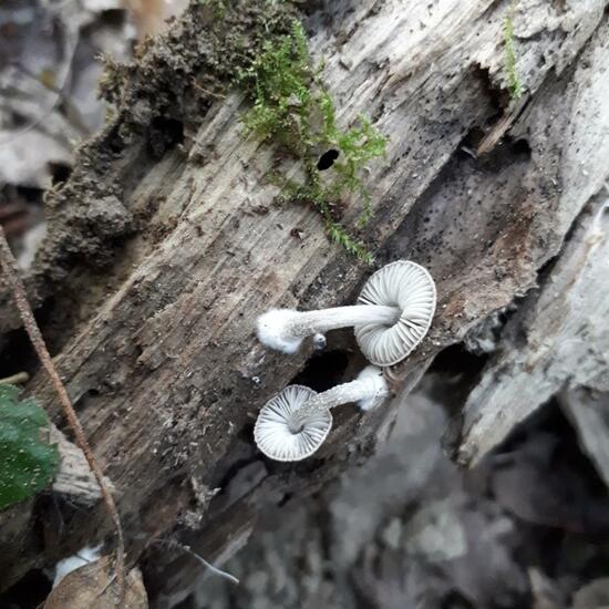 Unknown species: Mushroom in habitat Riparian forest in the NatureSpots App