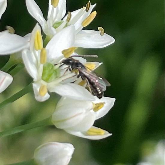 Lasioglossum malachurum: Animal in habitat Garden in the NatureSpots App