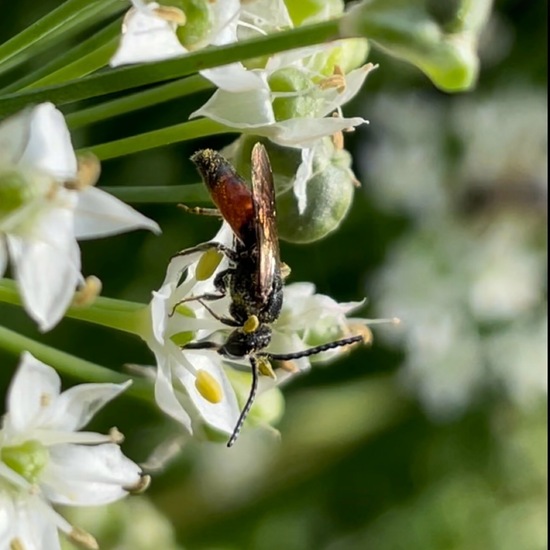 Sphecodes gibbus: Animal in habitat Garden in the NatureSpots App