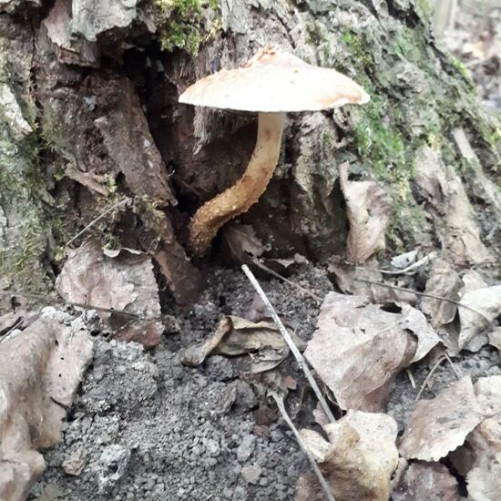 Eine unbekannte Art: Pilz im Habitat Auwald in der NatureSpots App