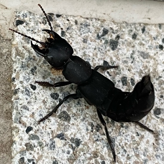 Devil's coach horse beetle: Animal in habitat Living space or Indoor in the NatureSpots App