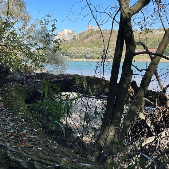 Landschaft: Süßwasser im Habitat Fluss in der NatureSpots App