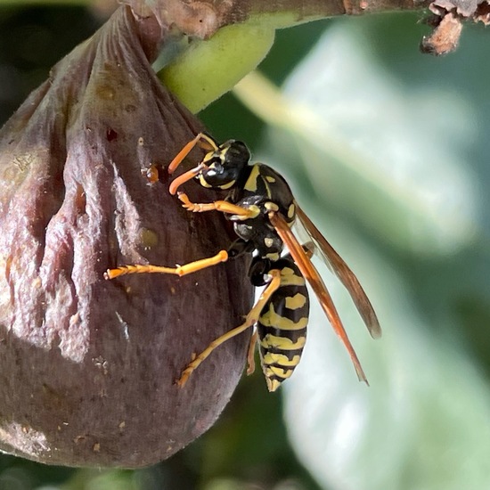 Haus-Feldwespe: Tier im Habitat Garten in der NatureSpots App