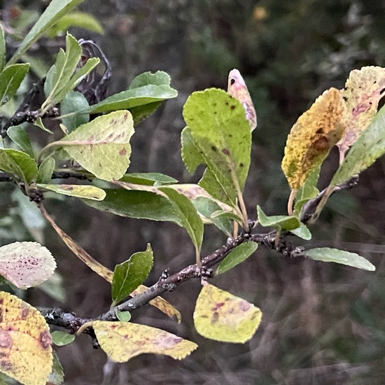 Prunus spinosa: Plant in habitat Grassland in the NatureSpots App