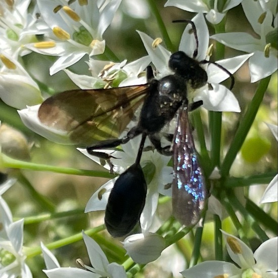 Stahlblauer Grillenjäger: Tier im Habitat Garten in der NatureSpots App