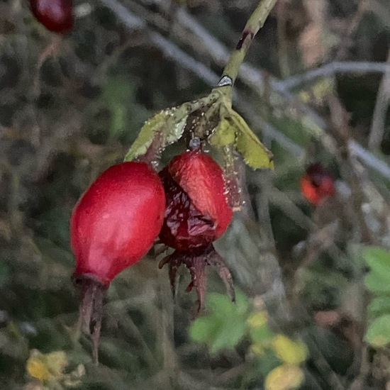 Rosa canina: Plant in nature in the NatureSpots App