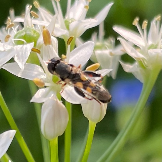 Kleine Mistbiene: Tier im Habitat Garten in der NatureSpots App