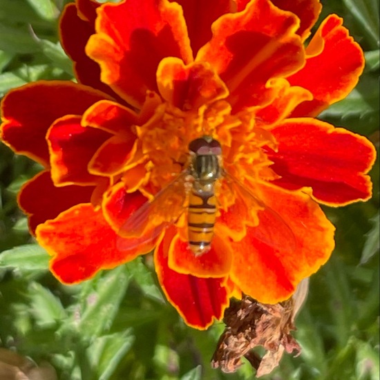 Hainschwebfliege: Tier im Habitat Garten in der NatureSpots App