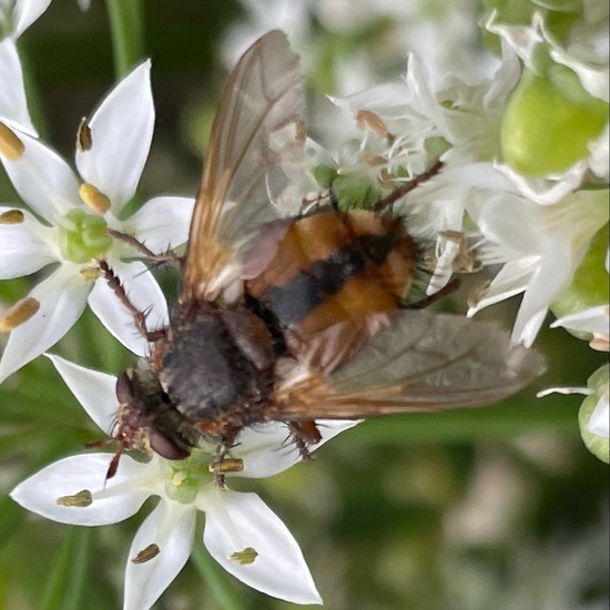 Raupenfliegen: Tier im Habitat Garten in der NatureSpots App