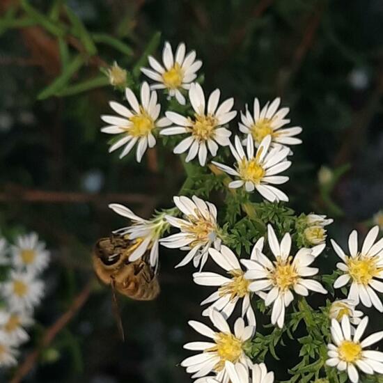 Westliche Honigbiene: Tier in der Natur in der NatureSpots App