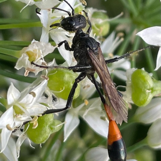 Gemeine Sandwespe: Tier im Habitat Stadt und Garten in der NatureSpots App