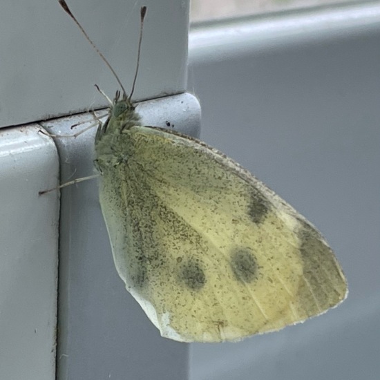 Kleiner Kohlweißling: Tier im Habitat Garten in der NatureSpots App